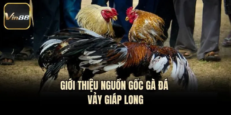 Giới thiệu nguồn gốc gà đá vảy giáp long