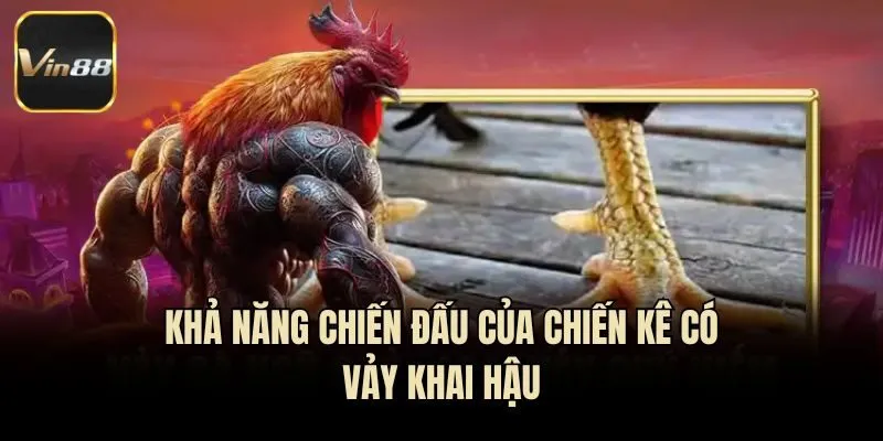 Khả năng chiến đấu của chiến kê có vảy khai hậu