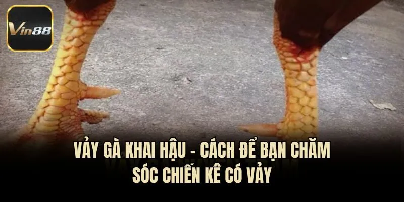Vảy Gà Khai Hậu - Cách Để Bạn Chăm Sóc Chiến Kê Có Vảy