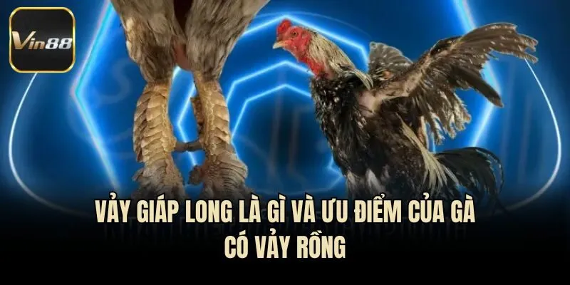 Vảy Giáp Long Là Gì Và Ưu Điểm Của Gà Có Vảy Rồng