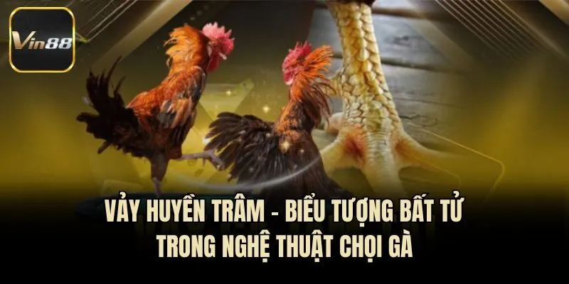Vảy Huyền Trâm - Biểu Tượng Bất Tử Trong Nghệ Thuật Chọi Gà